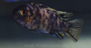 Tropheops sp. 'black dorsal' Makonde